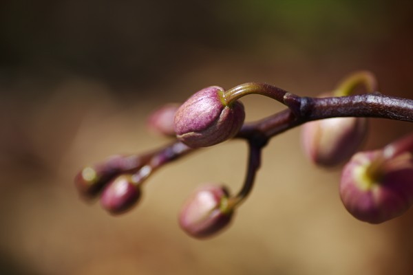 ORCHID BUDS Whisper by Joy Watson